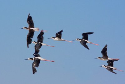 Black-necked Stilts, flying