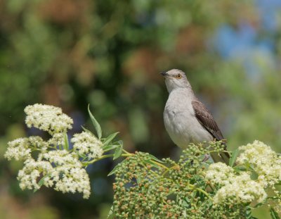 Northern Mockingbird, singing male