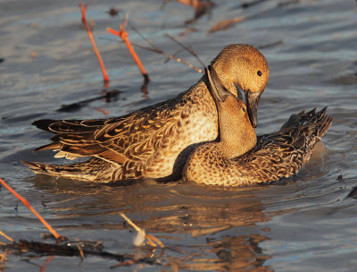 Northern Pintails, females fighting