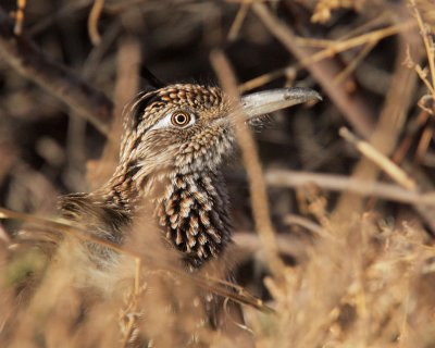 Greater Roadrunner