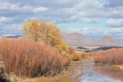 Bosque View