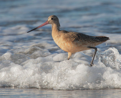 Marbled Godwit