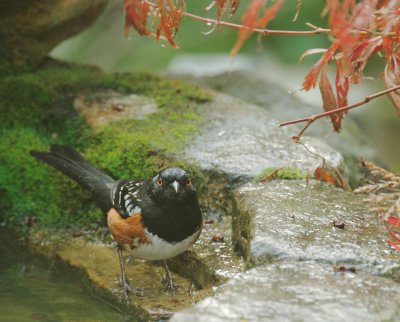 Spotted Towhee, male