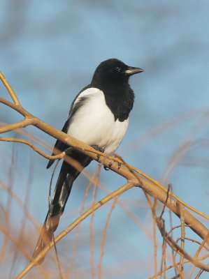 Eurasian Magpie