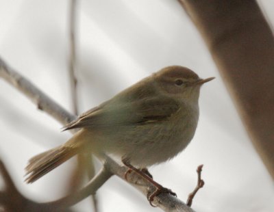 Chiffchaff