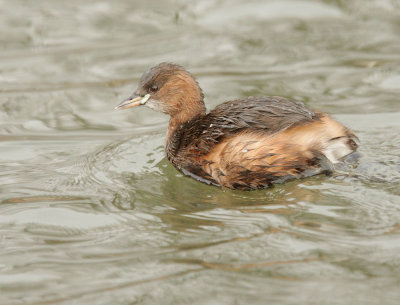 Little Grebe