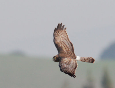 Northern Harrier, female