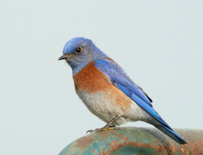 Western Bluebird, male