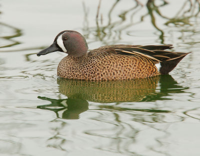 Blue-winged Teal, male
