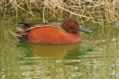 Cinnamon Teal, male