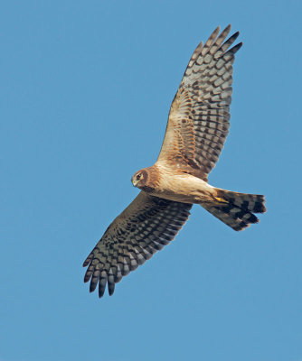 Northern Harrier, juvenile