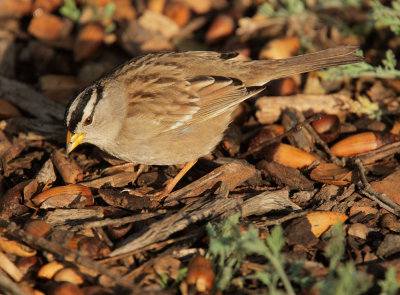 White-crowned Sparrow, Puget Sound
