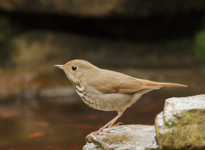 Hermit Thrush