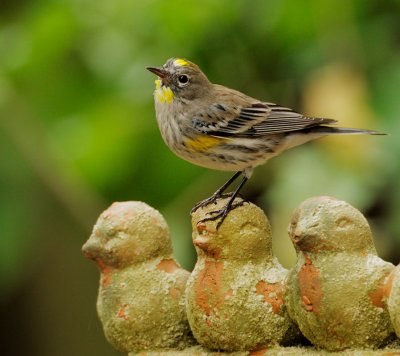 Yellow-rumped Warbler, Audubon's