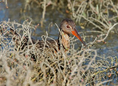 Ridgway's Rail