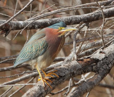 Green Heron