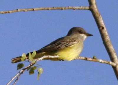 Cassin's Kingbird