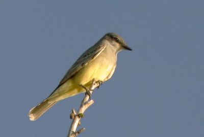 Cassin's Kingbird