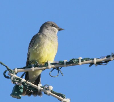Cassin's Kingbird