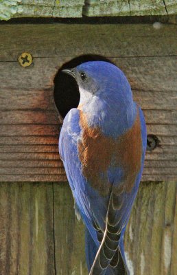 Western Bluebird, male. courtship display