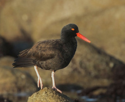 Black Oystercatcher