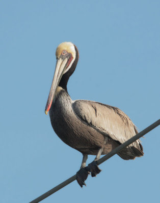Brown Pelican, breeding plumage