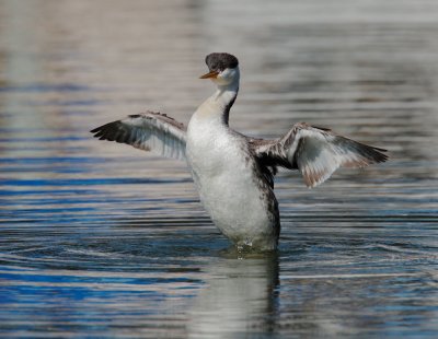 Clark's Grebe