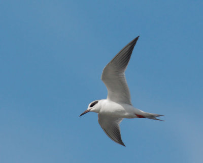Forster's Tern, basic plumage