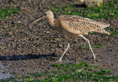 Long-billed Curlew, with crustacean