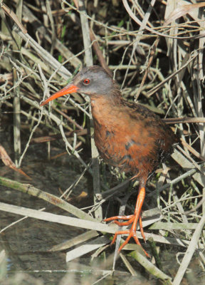 Virginia Rail