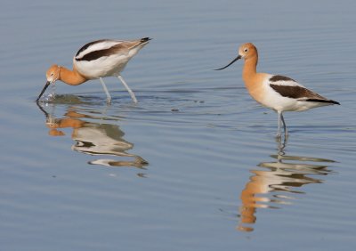 American Avocet pair, courting