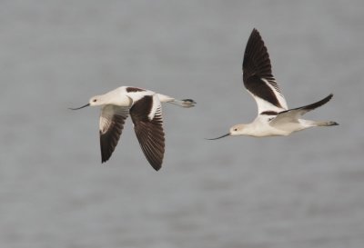 American Avocets, Flying