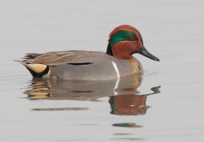 Green-winged Teal, male