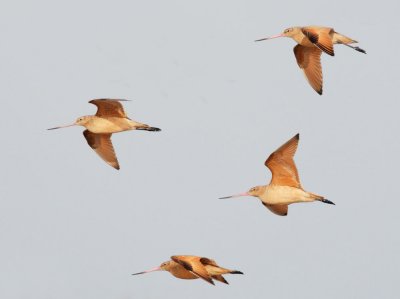 Marbled Godwits, flying