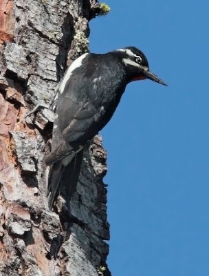 Williamson's Sapsucker, male near nest