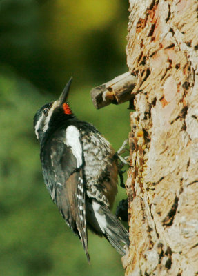 Williamson's Sapsucker, male near nest
