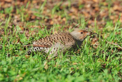 Northern Flicker, Red-shafted female with insect