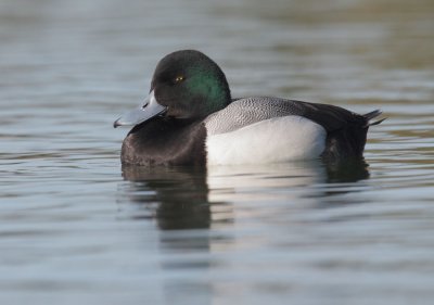 Greater Scaup, male