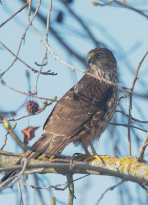 Cooper's Hawk,  juvenile