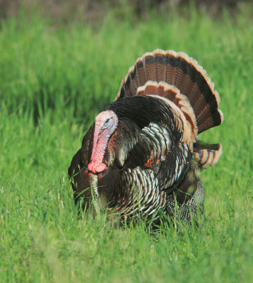 Wild Turkey, male