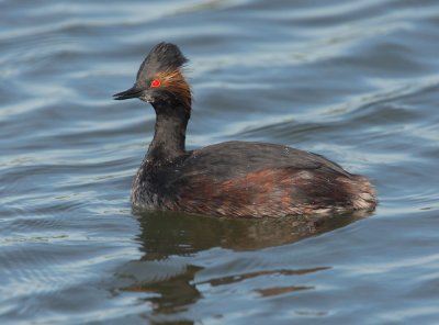 Eared Grebe, breeding plumage