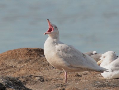 Glaucous Gull, first cycle
