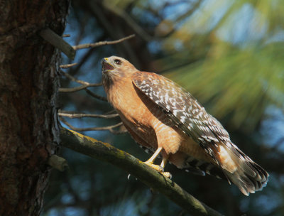 Red-shouldered Hawk