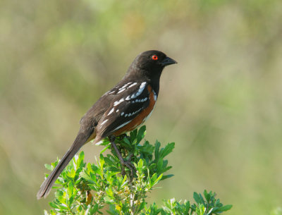 Spotted Towhee, male