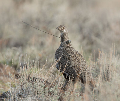 Greater Sage Grouse, female, wearing transmitter