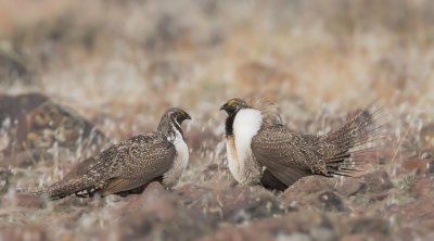 Greater Sage Grouse, two males facing off