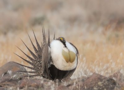 Greater Sage Grouse, male displaying