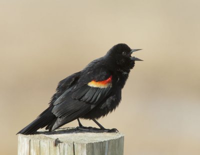 Red-winged Blackbird, typical male singing
