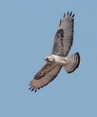 Rough-legged Hawk, male