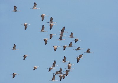 Sandhill Cranes, flying